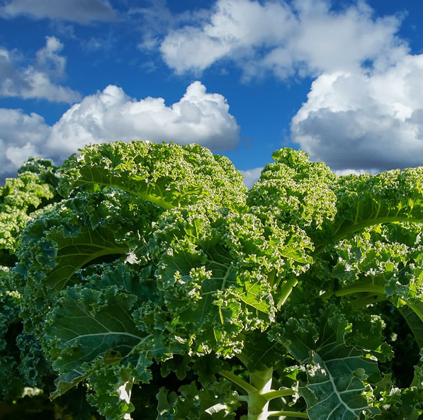 Healthy Snacking with our Organic Kale Chips