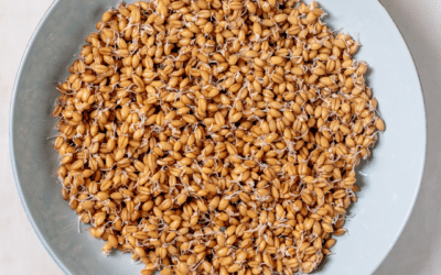 Fully Sprouted Manna Bread
